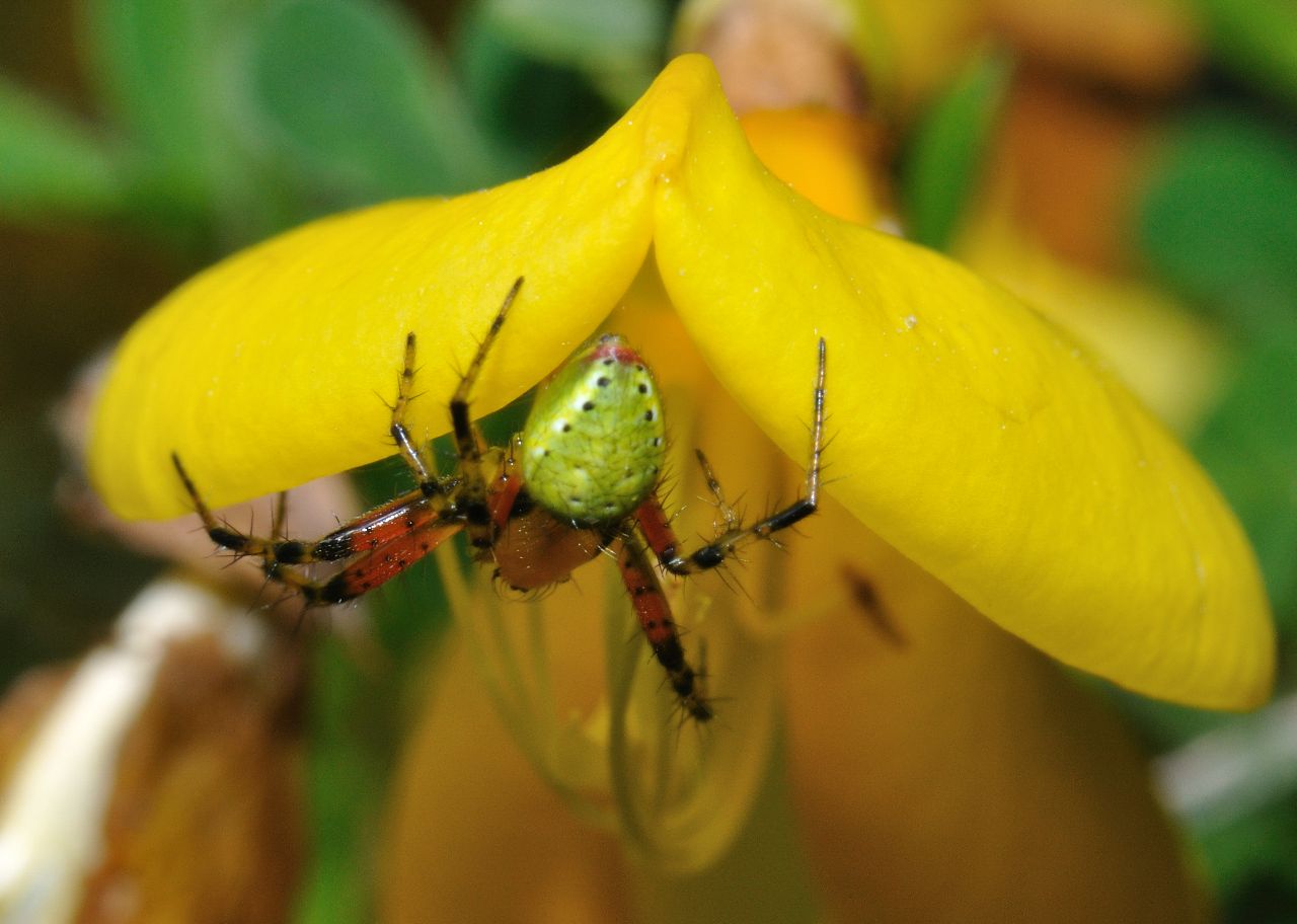 Araniella sp.